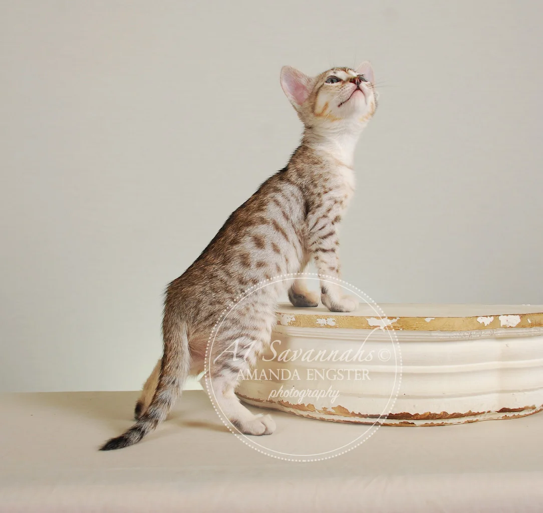 A1Savannahs Enzo SBT Male Savannah Kitten