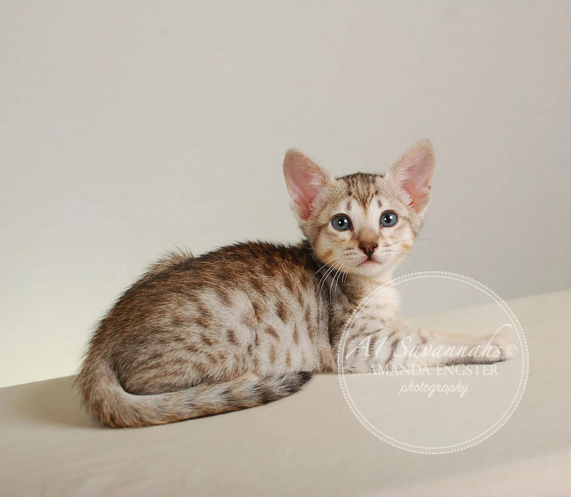 A1Savannahs Enzo SBT Male Savannah Kitten