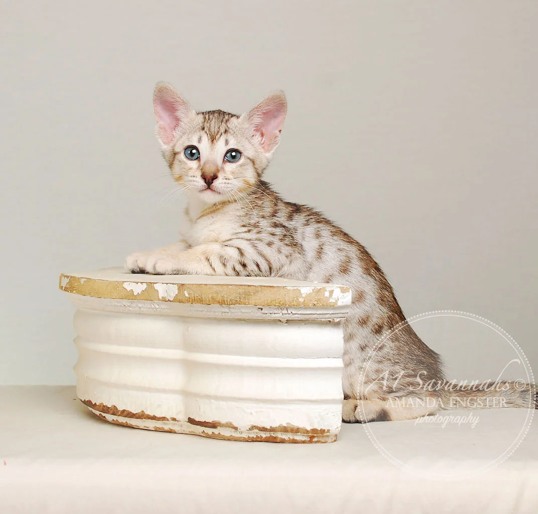 A1Savannahs Enzo SBT Male Savannah Kitten