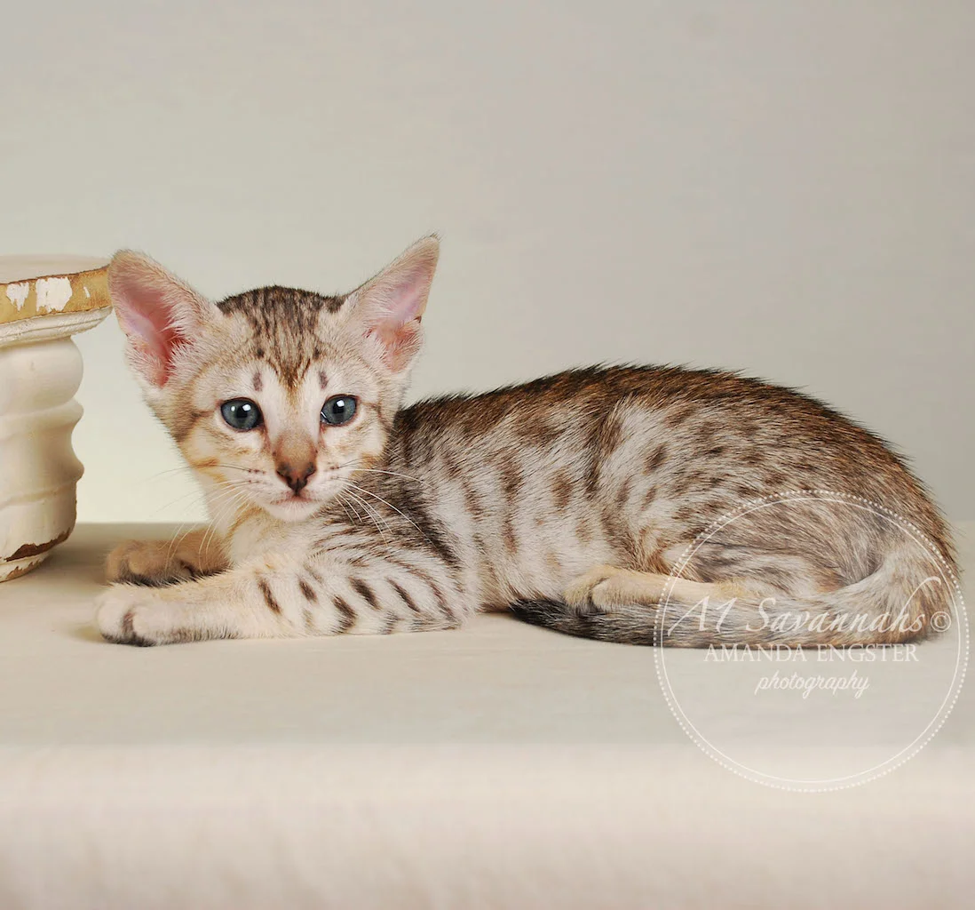 A1Savannahs Enzo SBT Male Savannah Kitten