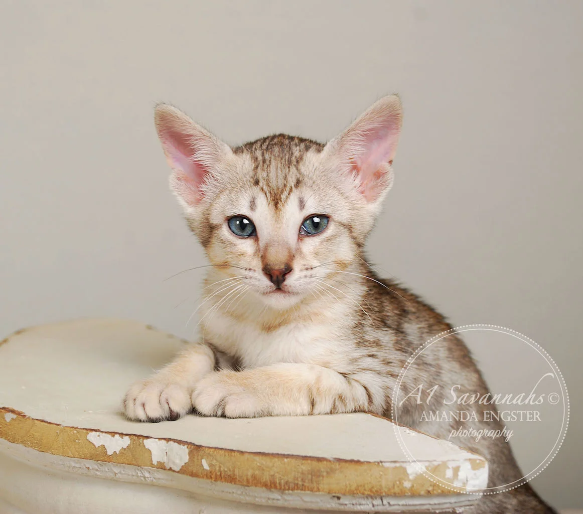 A1Savannahs Enzo SBT Male Savannah Kitten