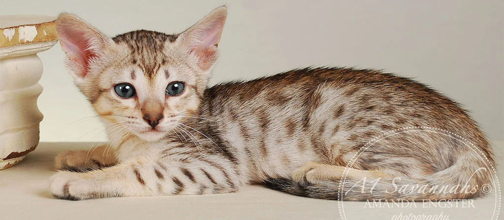A1Savannahs Enzo SBT Male Savannah Kitten