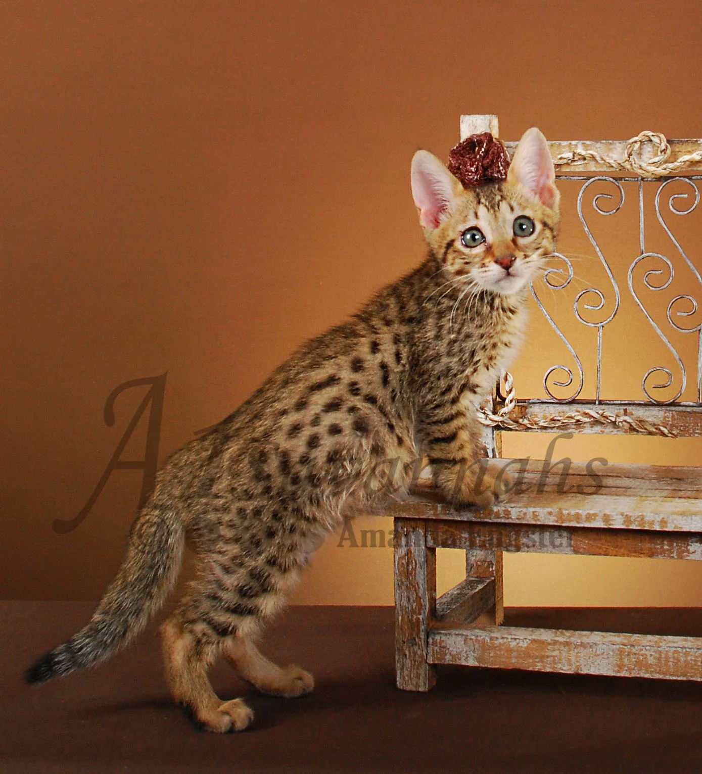 A1Savannahs Graham SBT Male Savannah Kitten