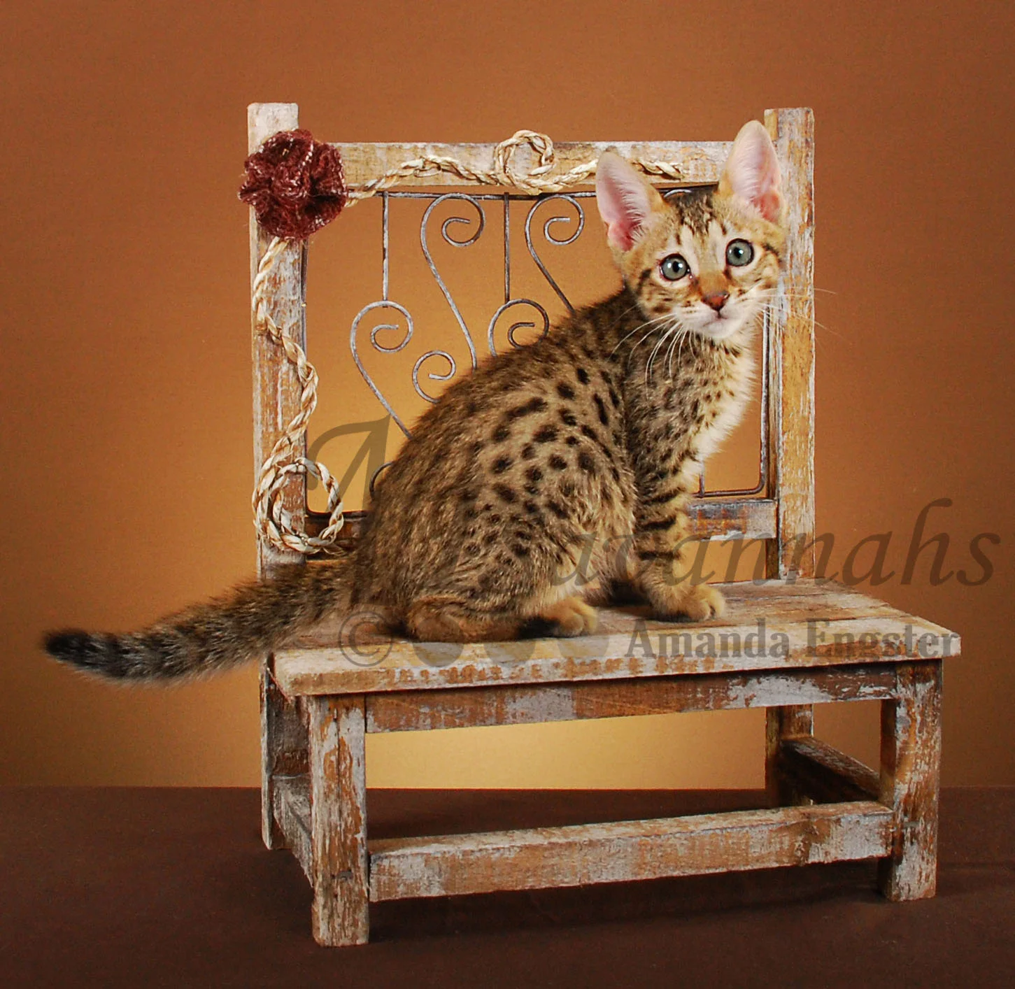 A1Savannahs Graham SBT Male Savannah Kitten