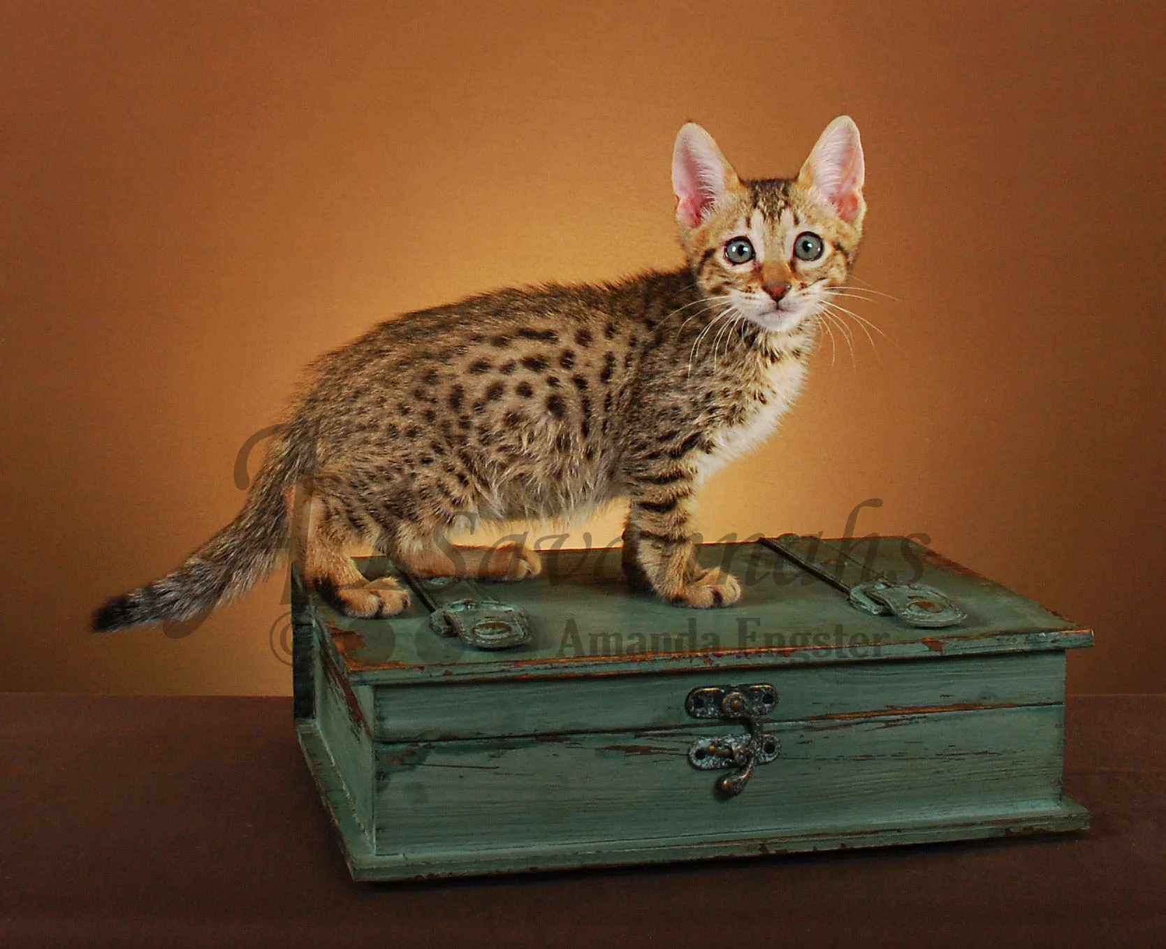A1Savannahs Graham SBT Male Savannah Kitten