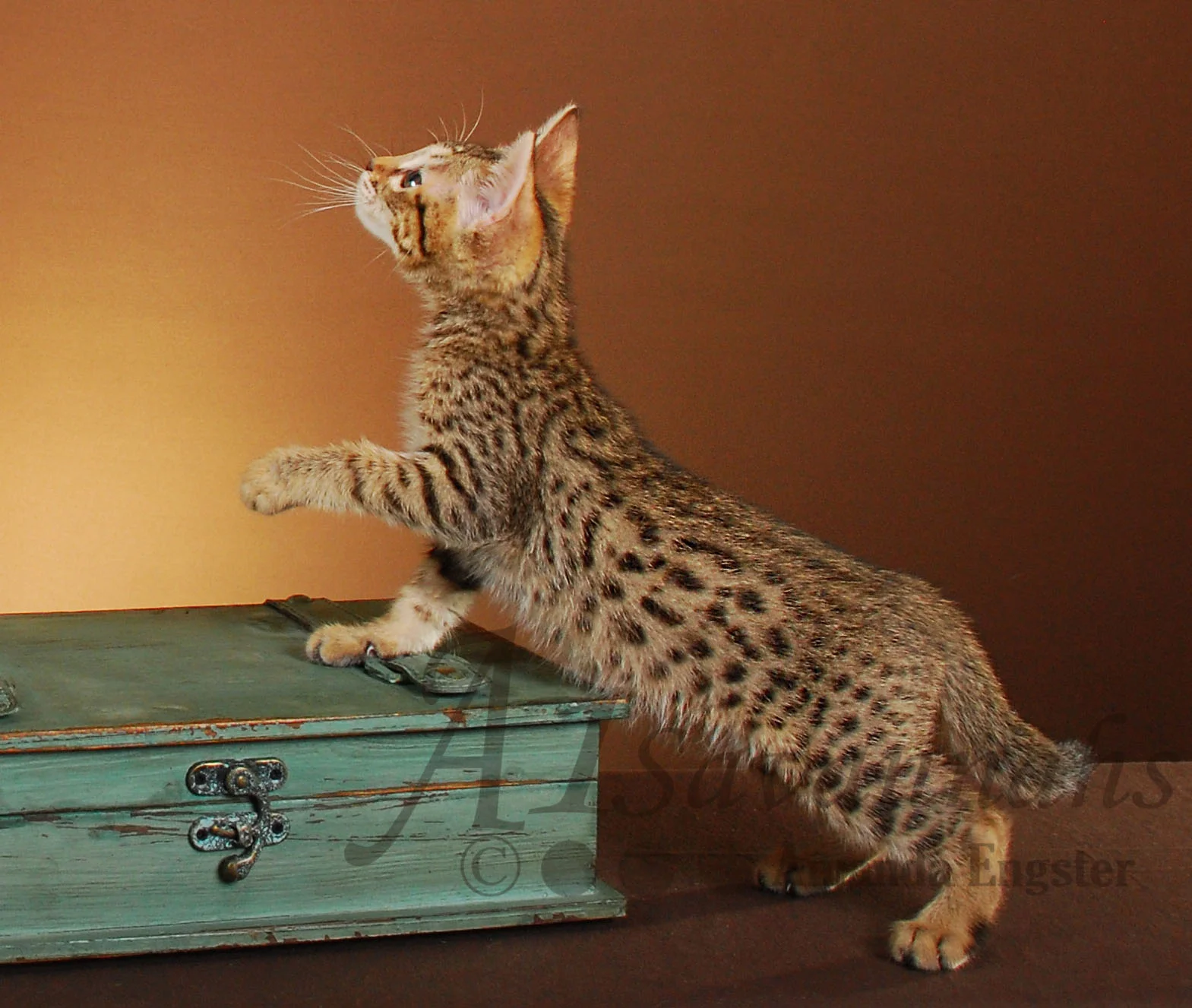 A1Savannahs Graham SBT Male Savannah Kitten