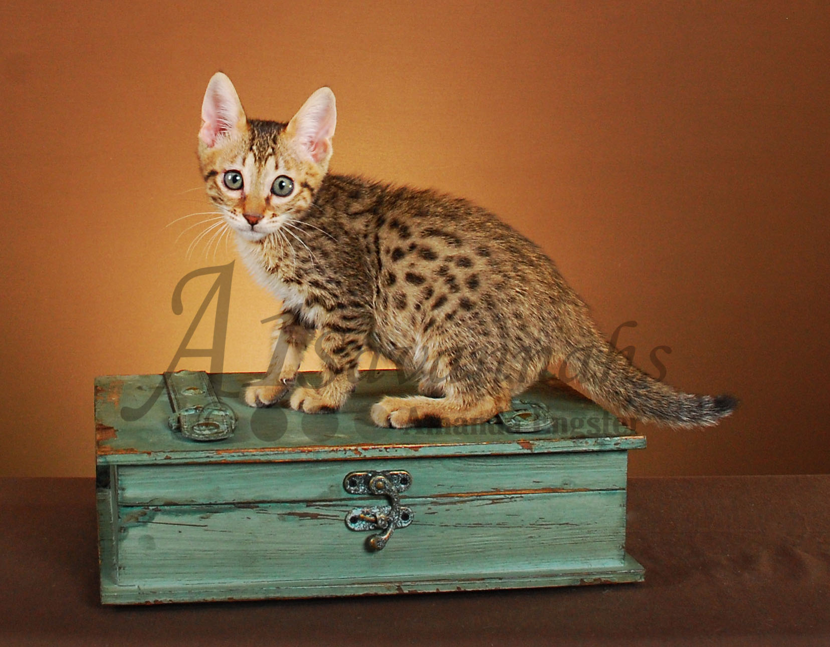 A1Savannahs Graham SBT Male Savannah Kitten