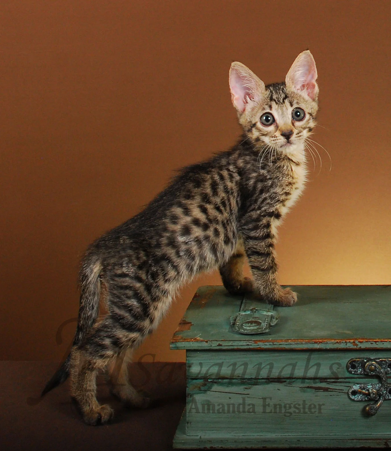 A1Savannahs Pita F3 Female Savannah Kitten