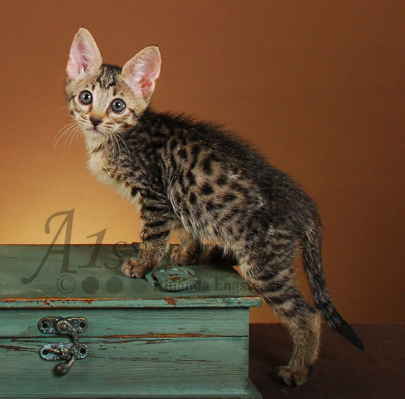 A1Savannahs Pita F3 Female Savannah Kitten