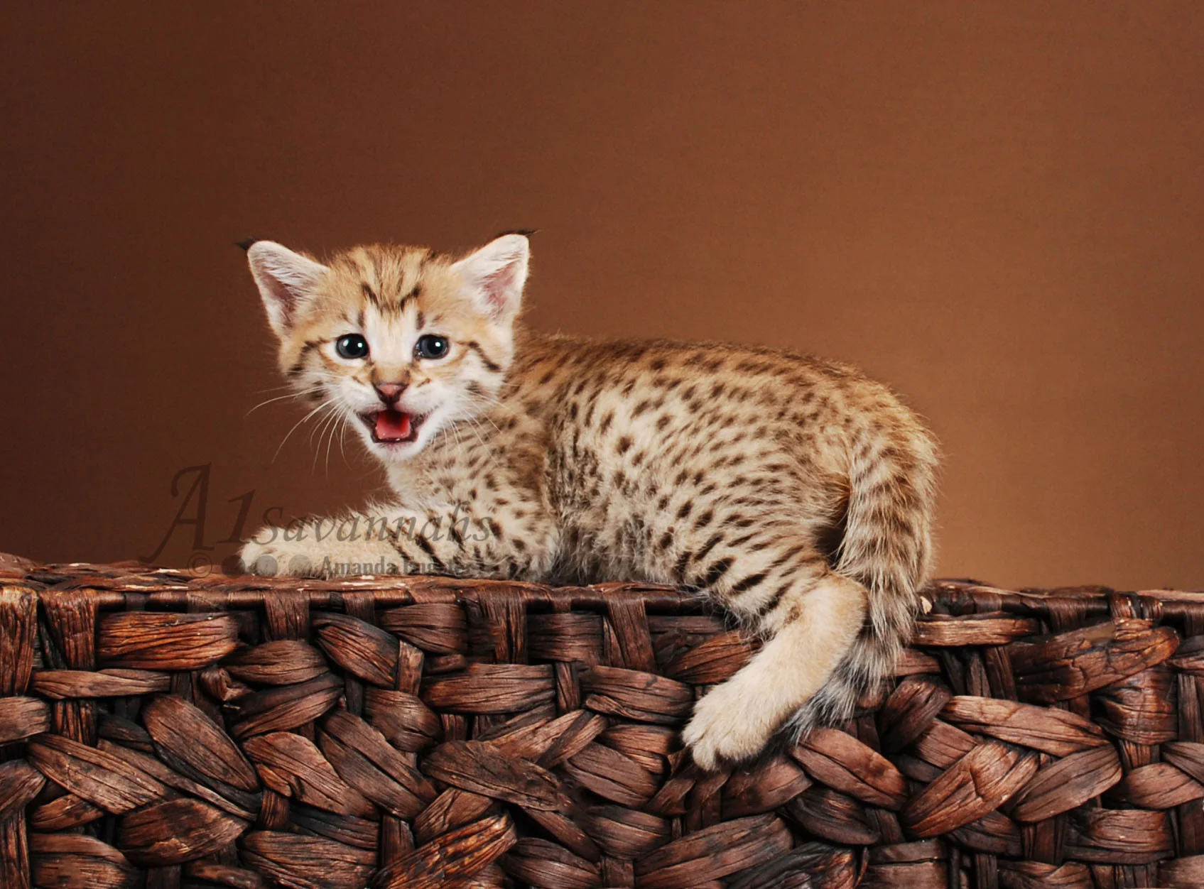A1Savannahs Scarlet F2 Female Savannah Kitten