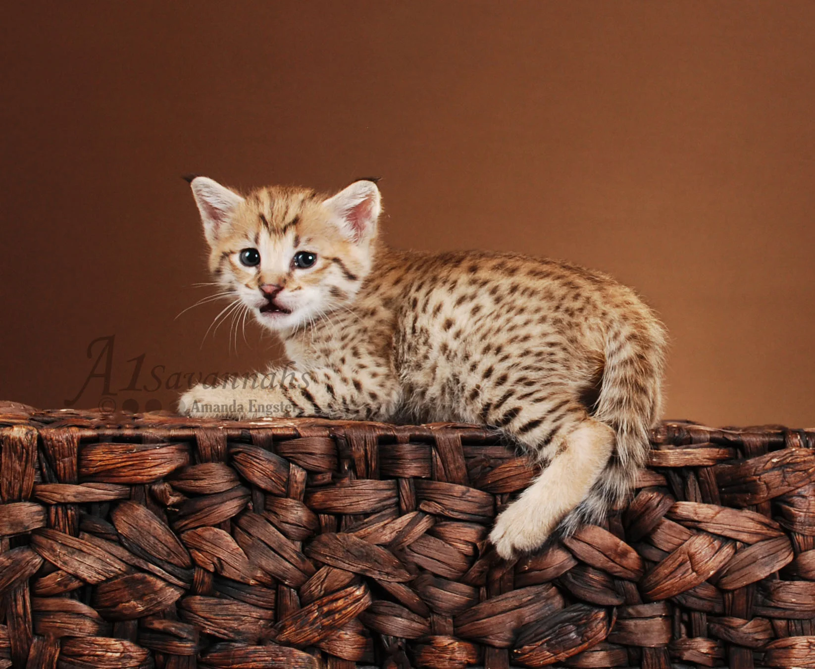 A1Savannahs Scarlet F2 Female Savannah Kitten