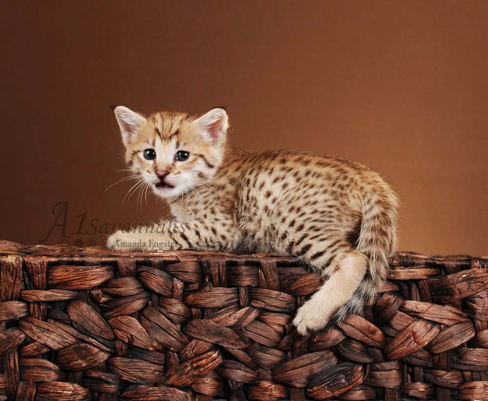 Scarlet F2 Female Savannah Kitten — A1 Savannahs