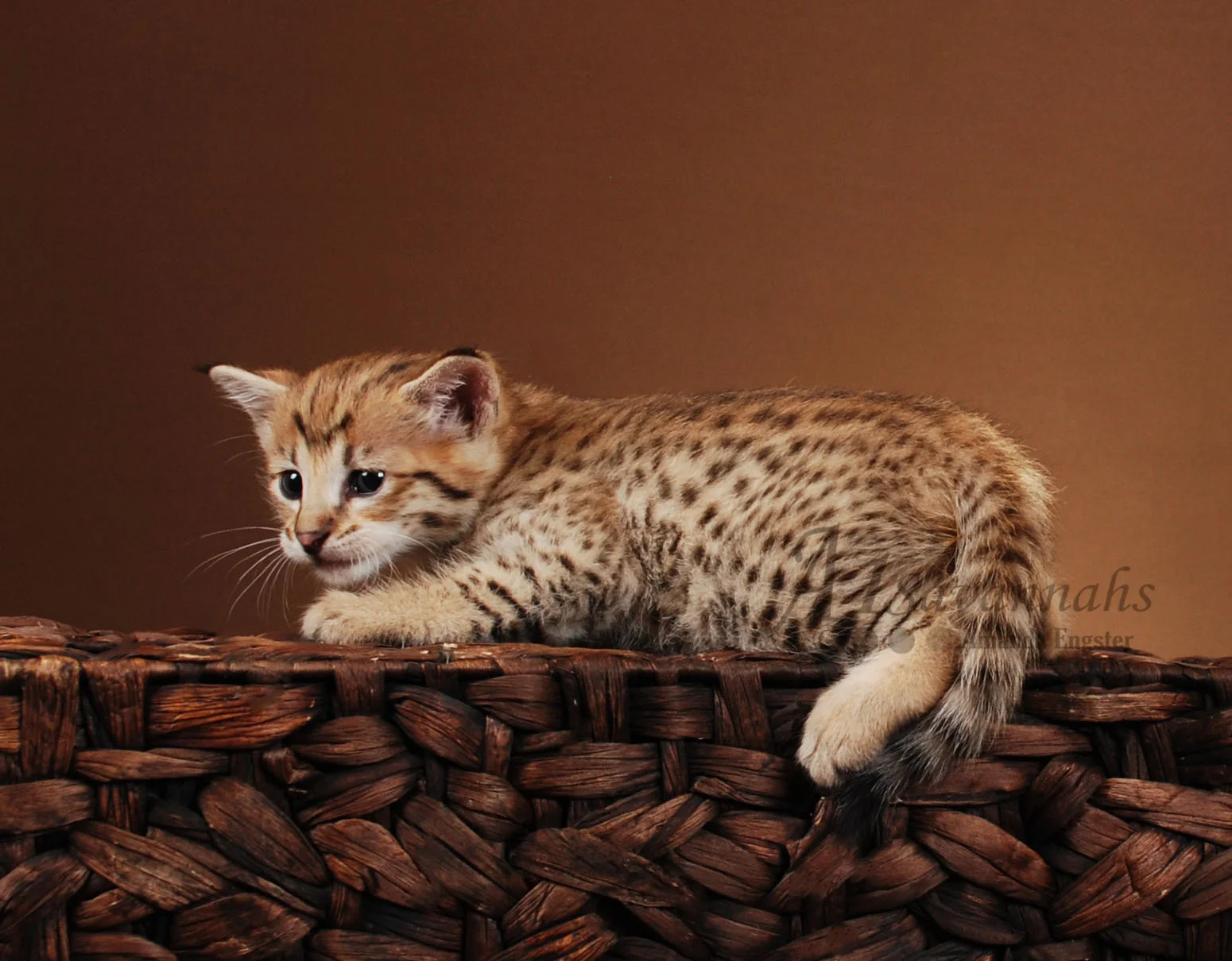 A1Savannahs Scarlet F2 Female Savannah Kitten