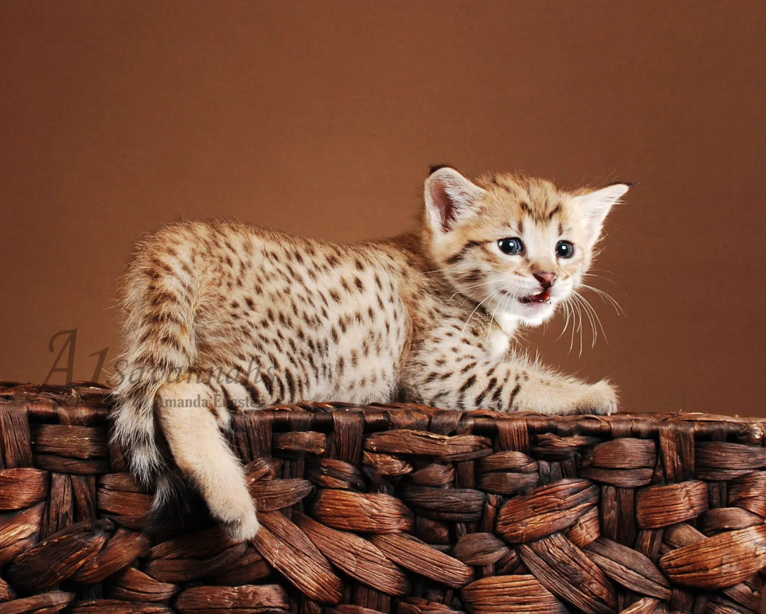 A1Savannahs Scarlet F2 Female Savannah Kitten