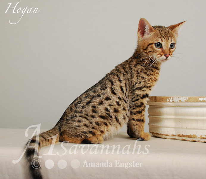 A1Savannahs Hogan F5 Male Savannah Kitten