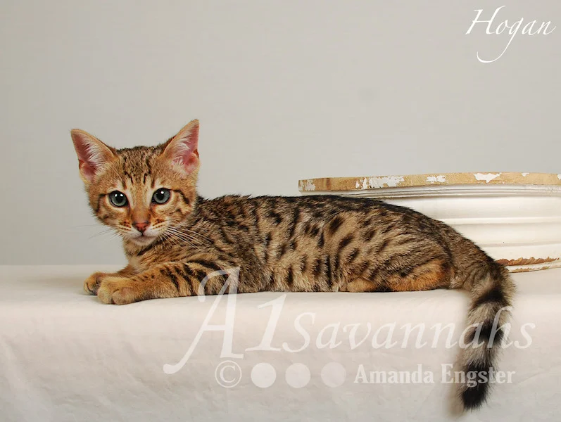 A1Savannahs Hogan F5 Male Savannah Kitten