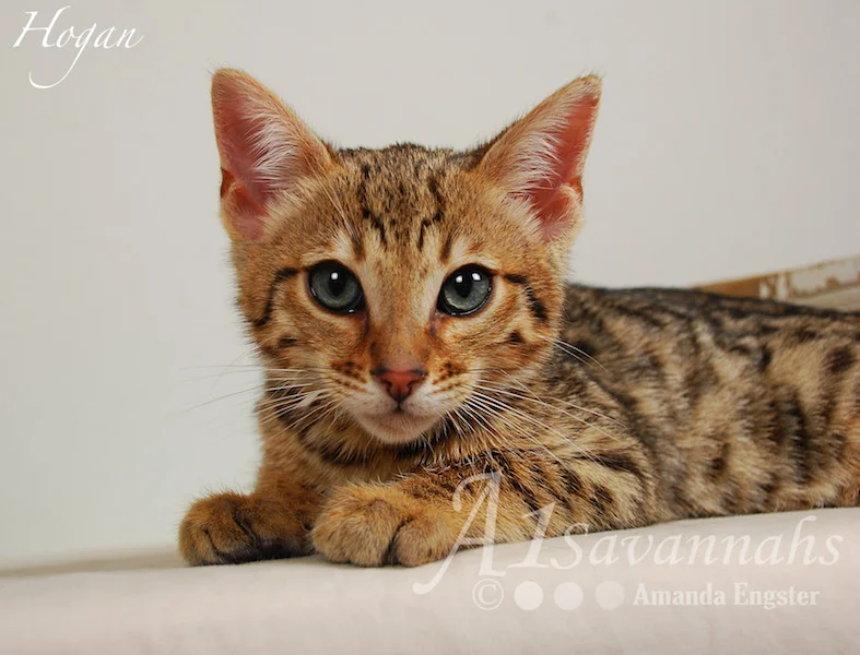 A1Savannahs Hogan F5 Male Savannah Kitten