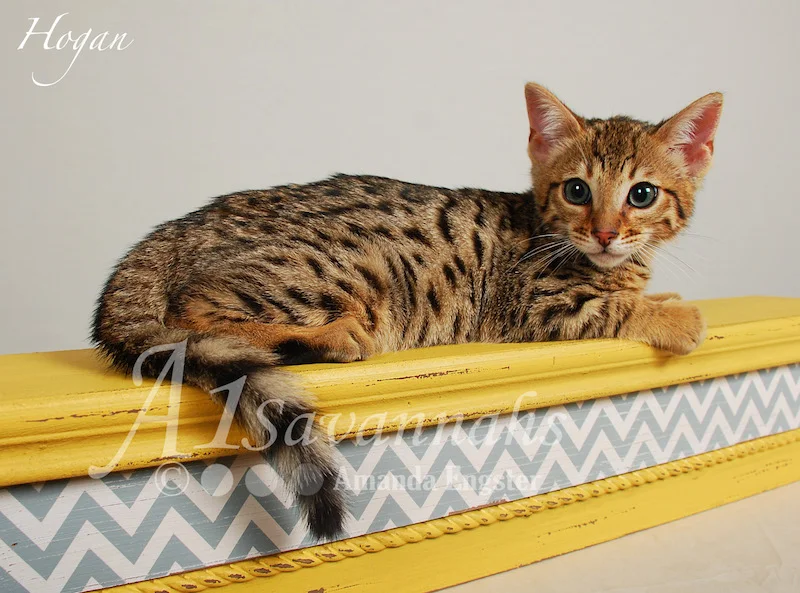 A1Savannahs Hogan F5 Male Savannah Kitten