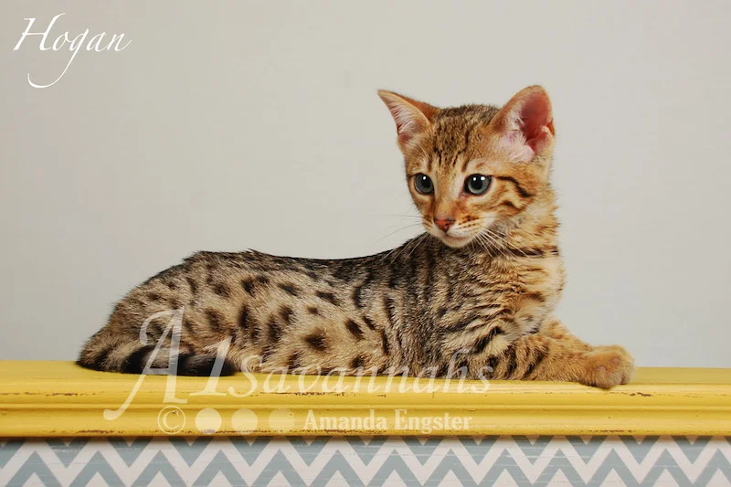 A1Savannahs Hogan F5 Male Savannah Kitten