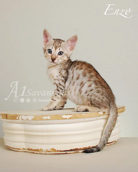 A1Savannahs Enzo SBT Male Savannah Kitten