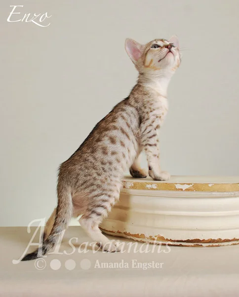 A1Savannahs Enzo SBT Male Savannah Kitten