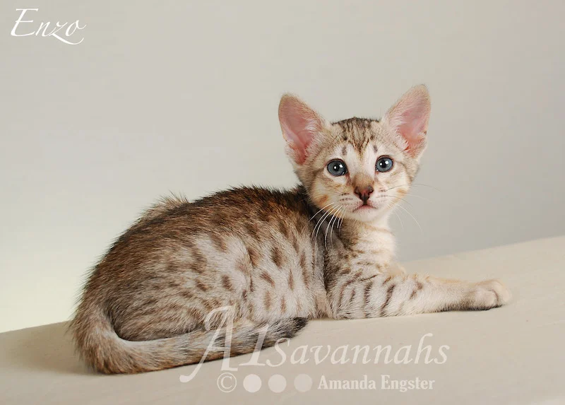 A1Savannahs Enzo SBT Male Savannah Kitten