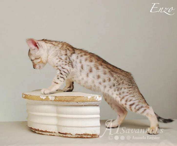 A1Savannahs Enzo SBT Male Savannah Kitten
