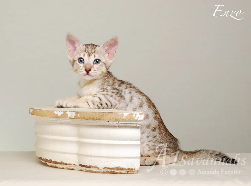 A1Savannahs Enzo SBT Male Savannah Kitten