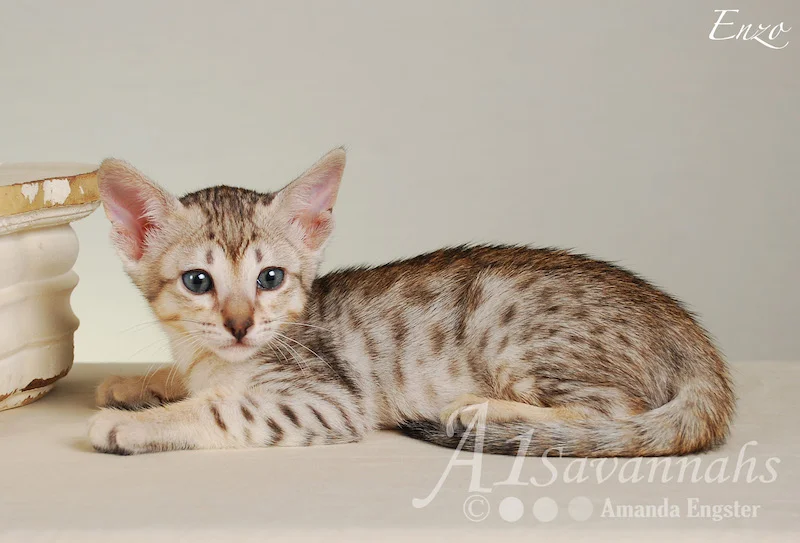 A1Savannahs Enzo SBT Male Savannah Kitten