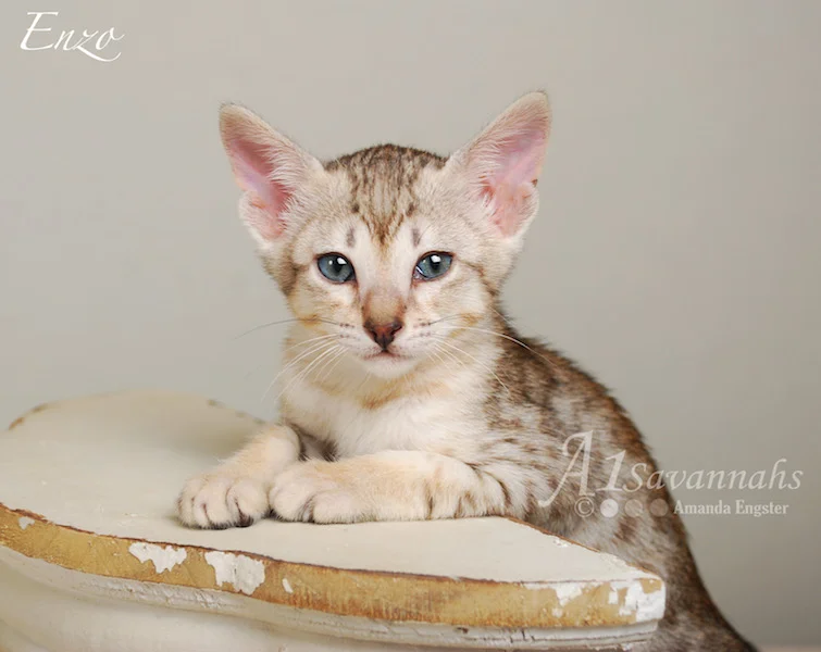 A1Savannahs Enzo SBT Male Savannah Kitten