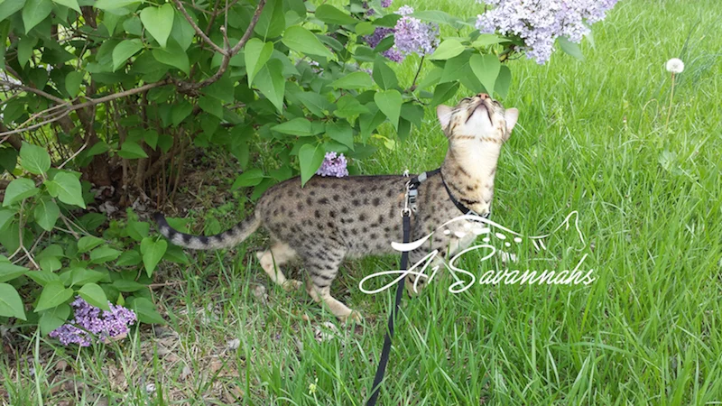 A1Savannahs Adrina F4 Female Savannah KittenA1Savannahs Adrina F4 Female Savannah Kitten