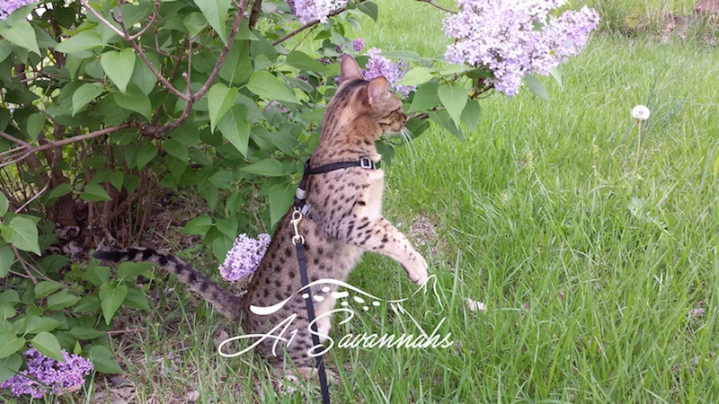 A1Savannahs Adrina F4 Female Savannah KittenA1Savannahs Adrina F4 Female Savannah Kitten