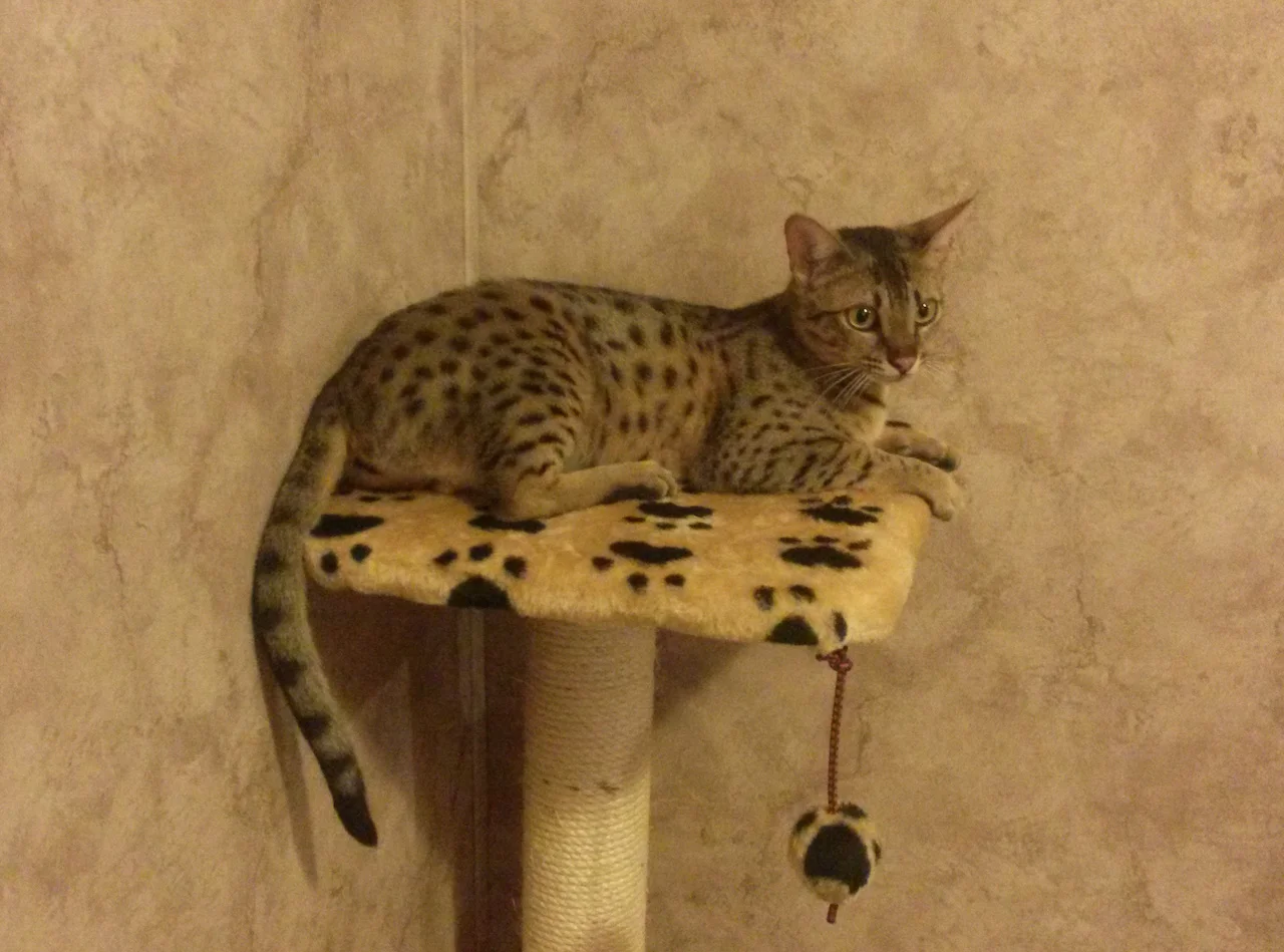 A1Savannahs Adrina F4 Female Savannah KittenA1Savannahs Adrina F4 Female Savannah Kitten