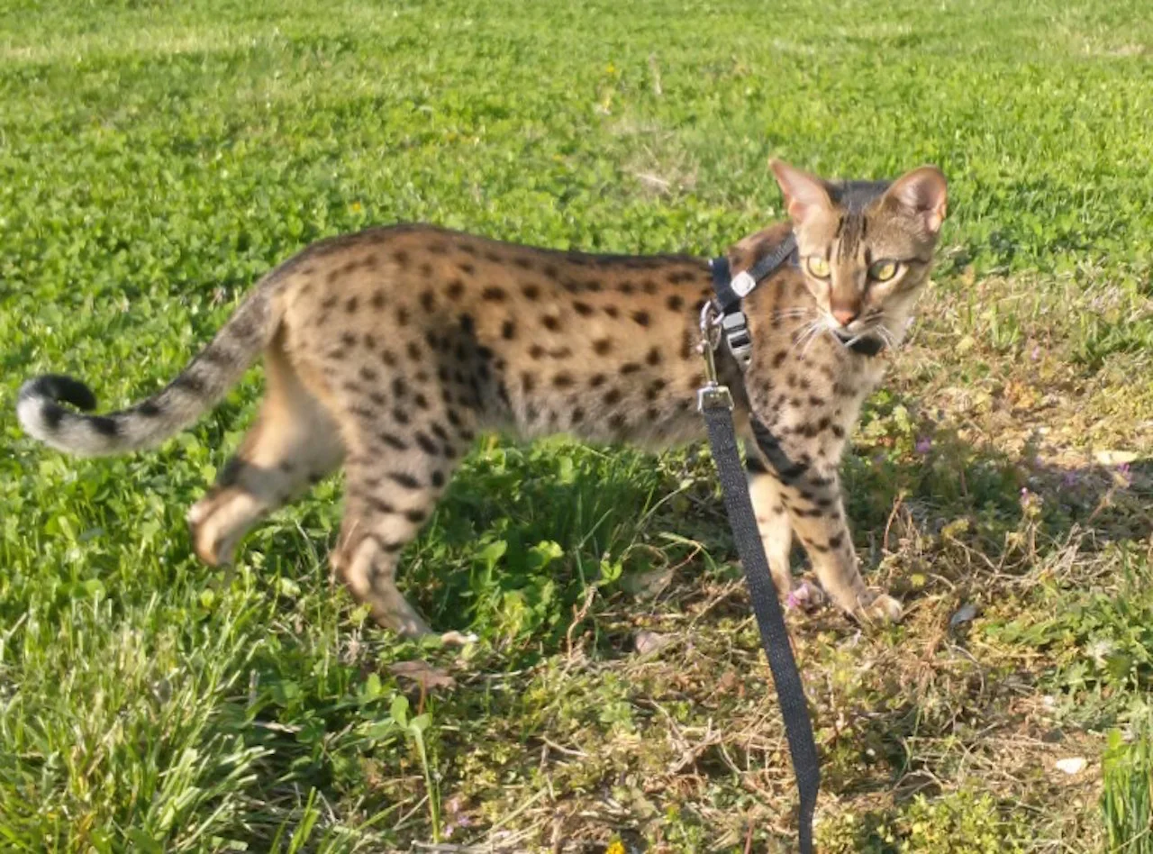 A1Savannahs Adrina F4 Female Savannah KittenA1Savannahs Adrina F4 Female Savannah Kitten