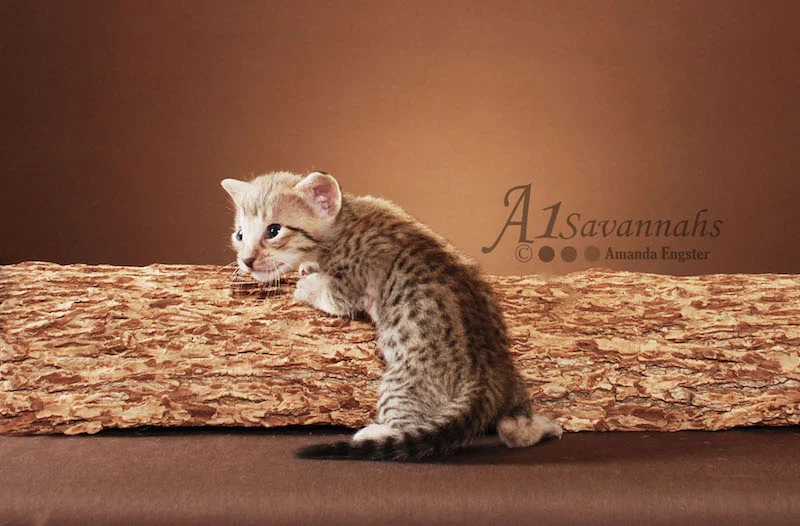 A1Savannahs Adel SBT Female Savannah Kitten