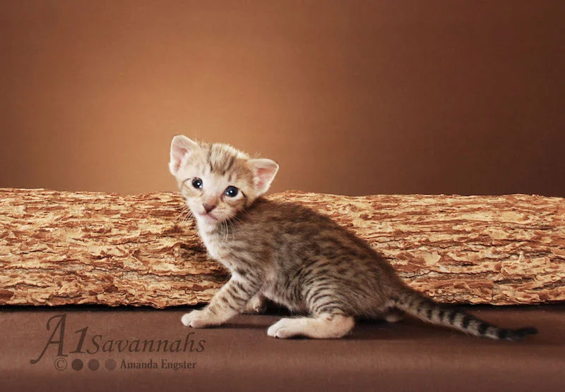 A1Savannahs Adel SBT Female Savannah Kitten