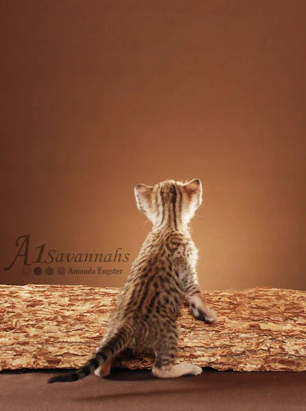 A1Savannahs Adel SBT Female Savannah Kitten
