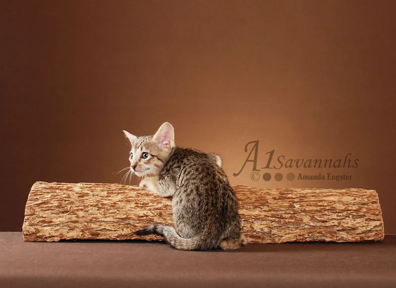 A1Savannahs Adel SBT Female Savannah Kitten