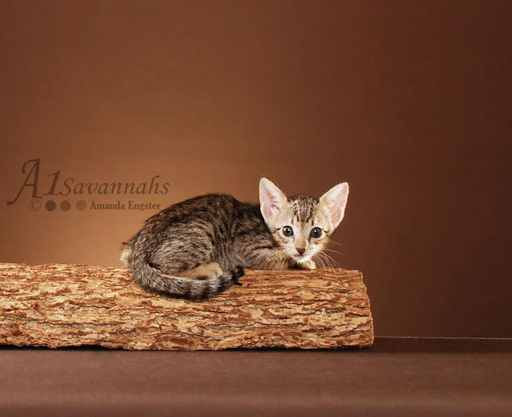 A1Savannahs Adel SBT Female Savannah Kitten