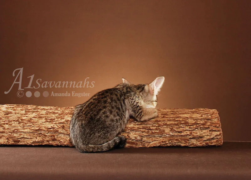 A1Savannahs Adel SBT Female Savannah Kitten