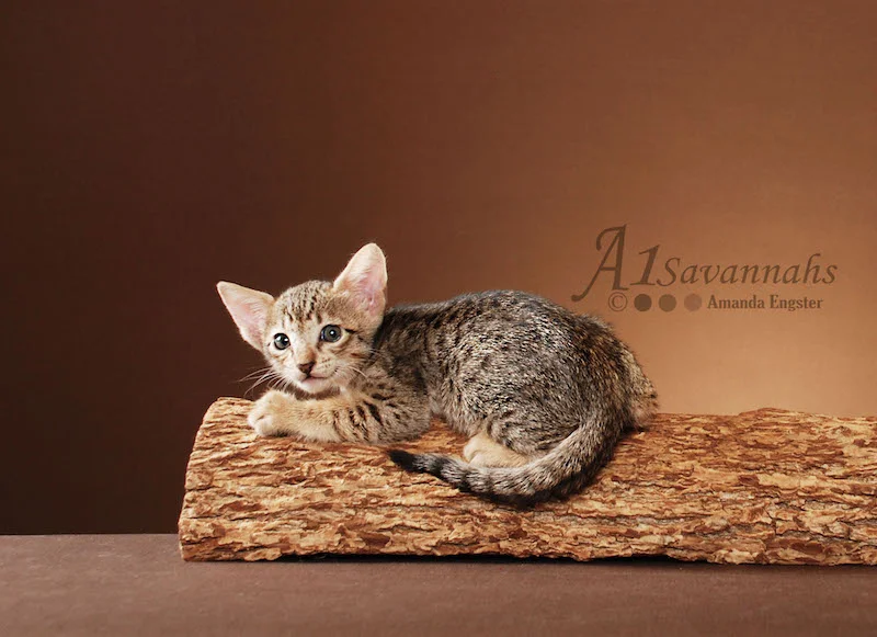 A1Savannahs Adel SBT Female Savannah Kitten