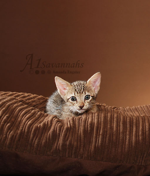 A1Savannahs Adel SBT Female Savannah Kitten