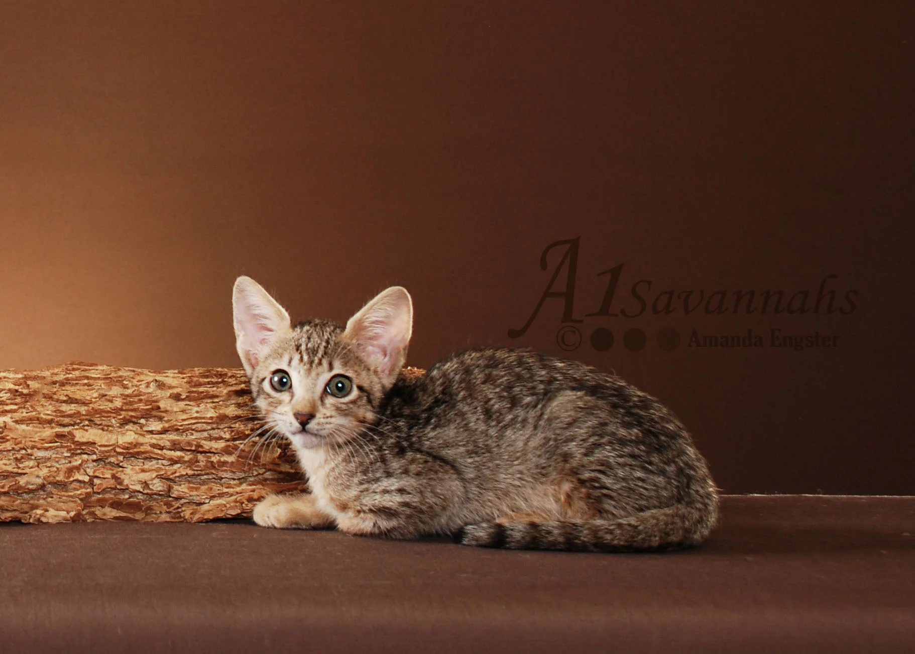 A1Savannahs Adel SBT Female Savannah Kitten