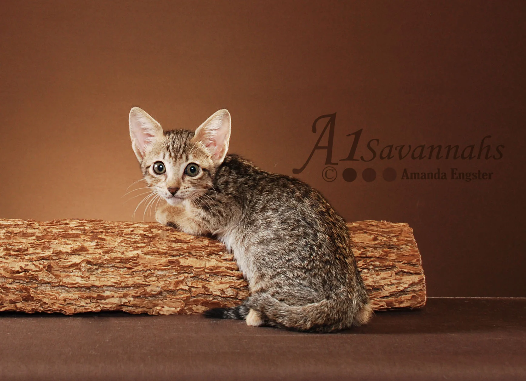 A1Savannahs Adel SBT Female Savannah Kitten