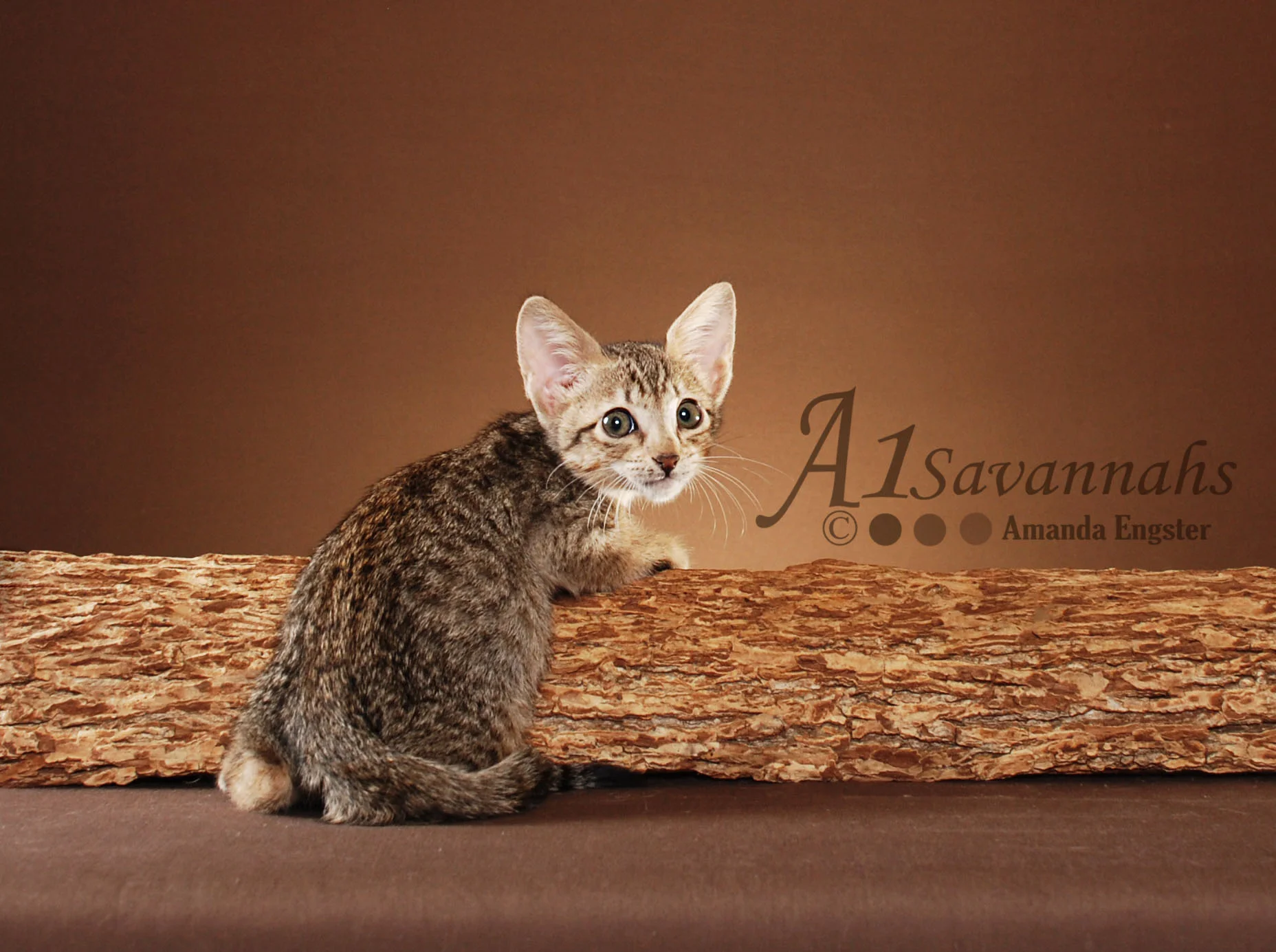 A1Savannahs Adel SBT Female Savannah Kitten