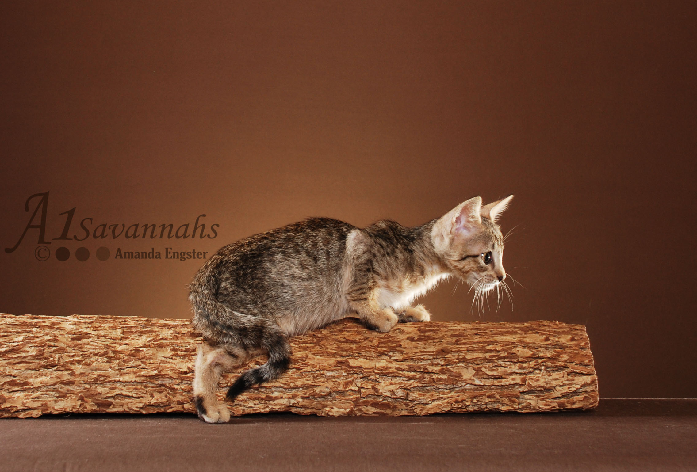 A1Savannahs Adel SBT Female Savannah Kitten