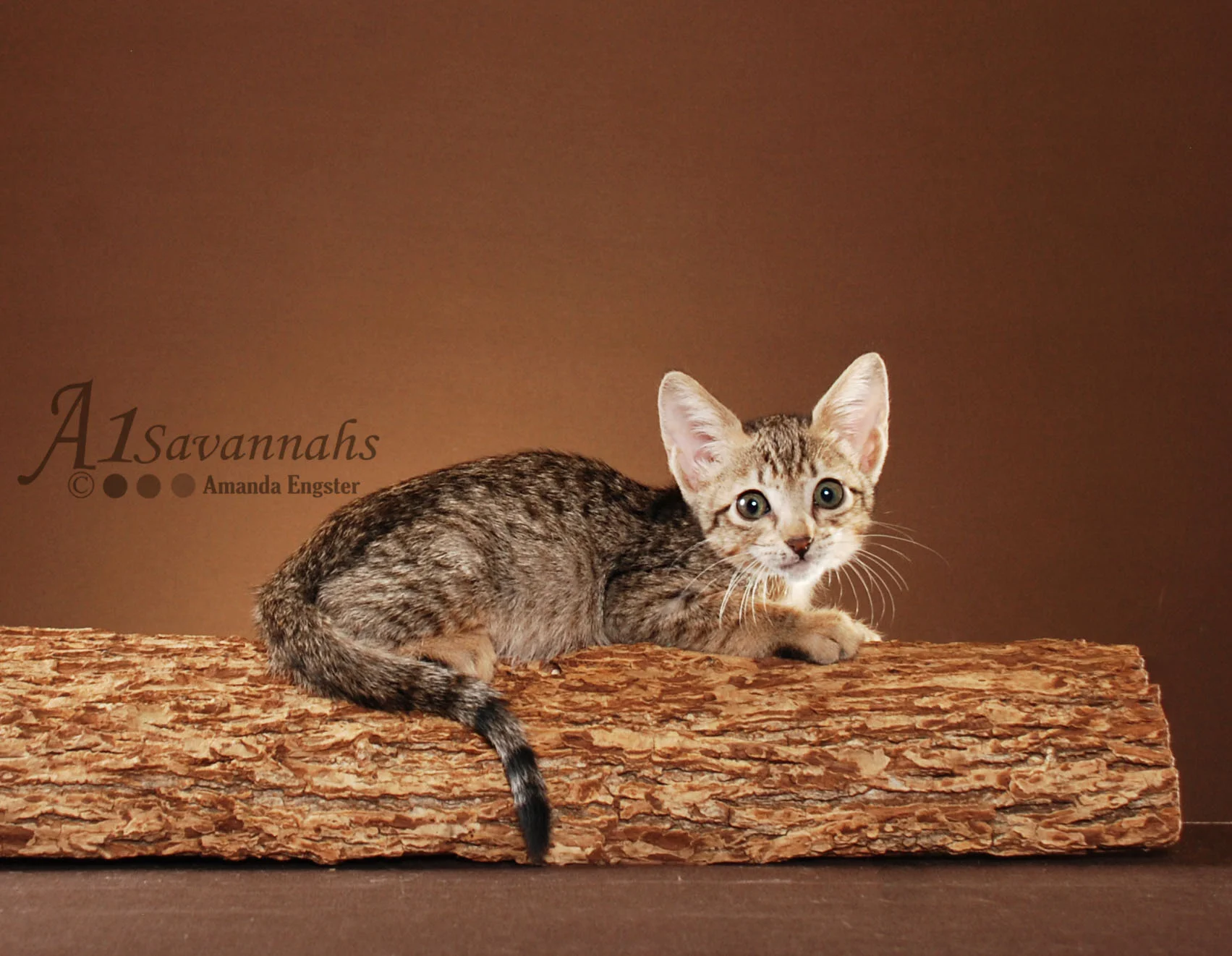 A1Savannahs Adel SBT Female Savannah Kitten