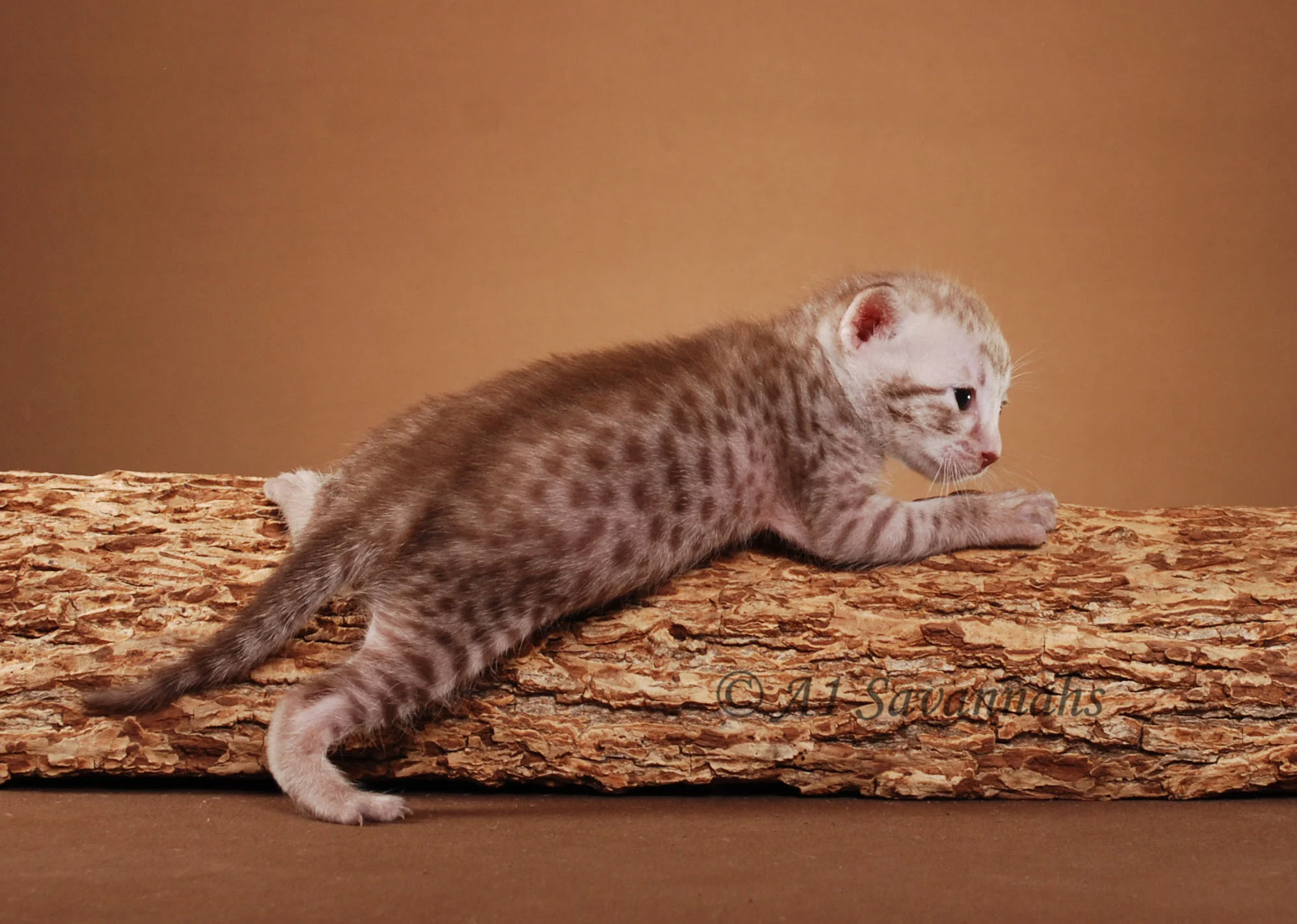 A1Savannahs Anisette SBT Female Savannah Kitten