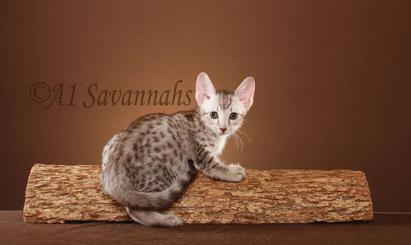 A1Savannahs Anisette SBT Female Savannah Kitten
