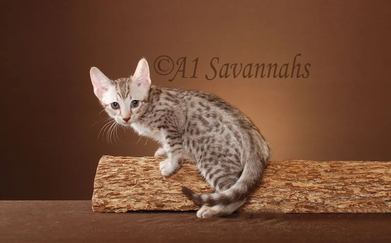 A1Savannahs Anisette SBT Female Savannah Kitten